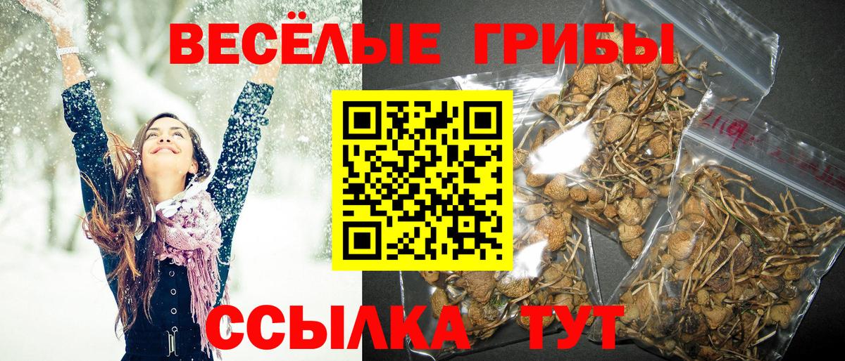 Псилоцибиновые грибы Cubensis Мценск